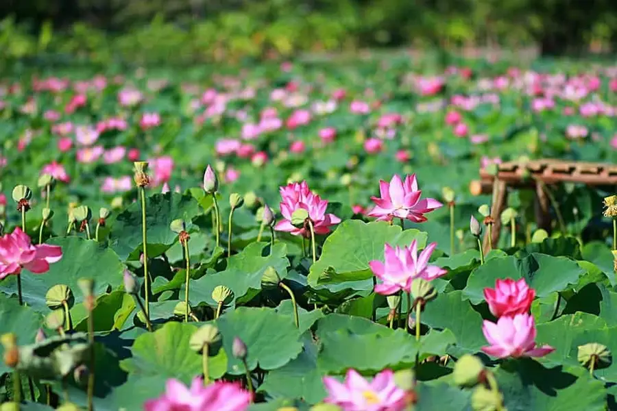 Giới thiệu chung Đồng Tháp